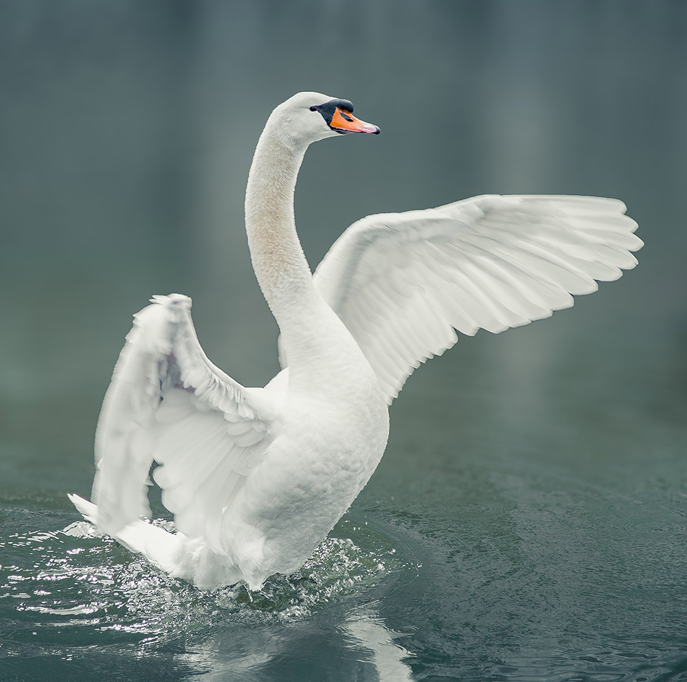 National Animal - Swan